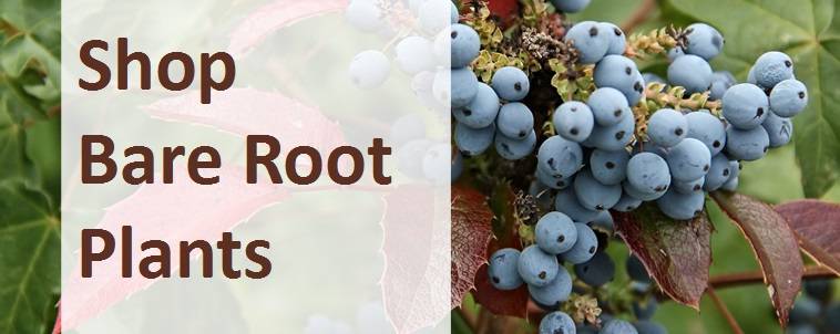 Shop Bare Root Plants 4